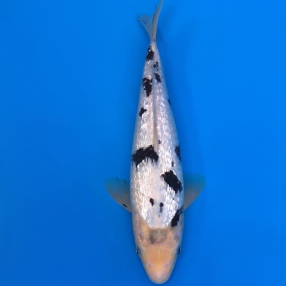 bekko full ginrin 27cm