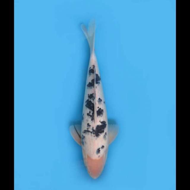 Bekko Jumbo - 40cm