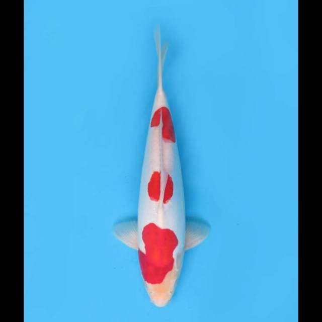 Sandan Kohaku Doitsu - 30cm