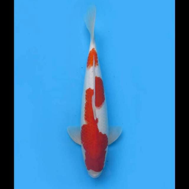 Kohaku Nidan Jumbo F1 - 45cm 