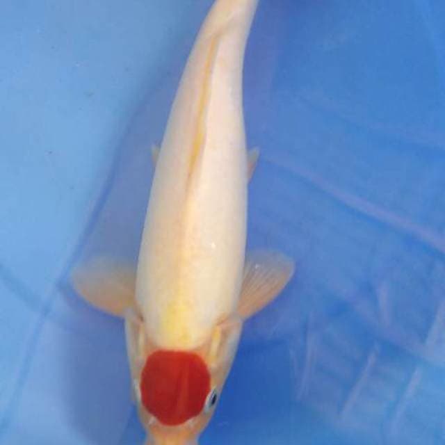 Tancho 29 male