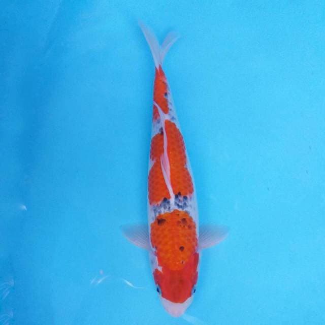 Gosiki merah timbul (orijinal)