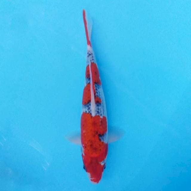 Gosiki Merah Timbul (original)