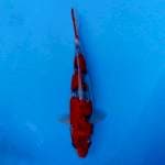 Gosiki Merah Timbul (original)