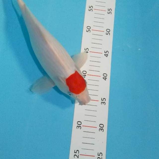 Tancho kohaku 31cm