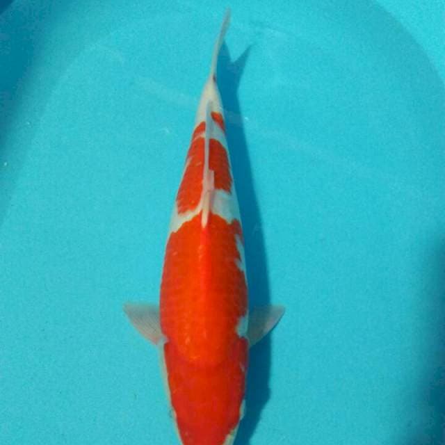 Kohaku HQ 47cm