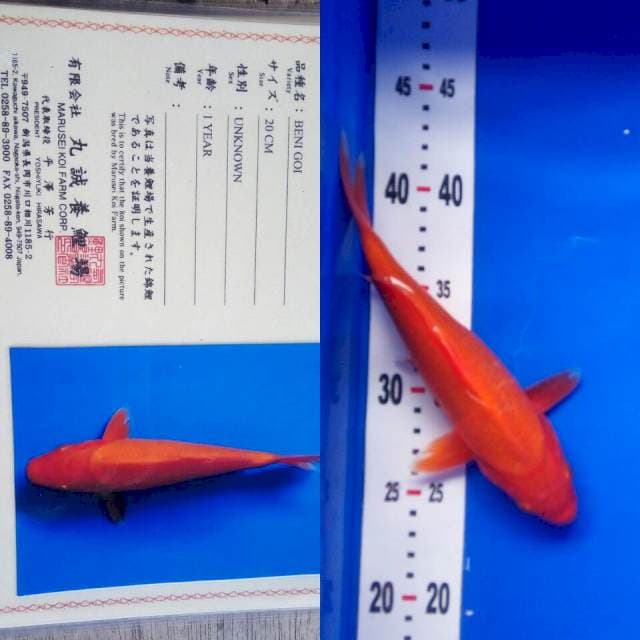 Benigoi import marusei