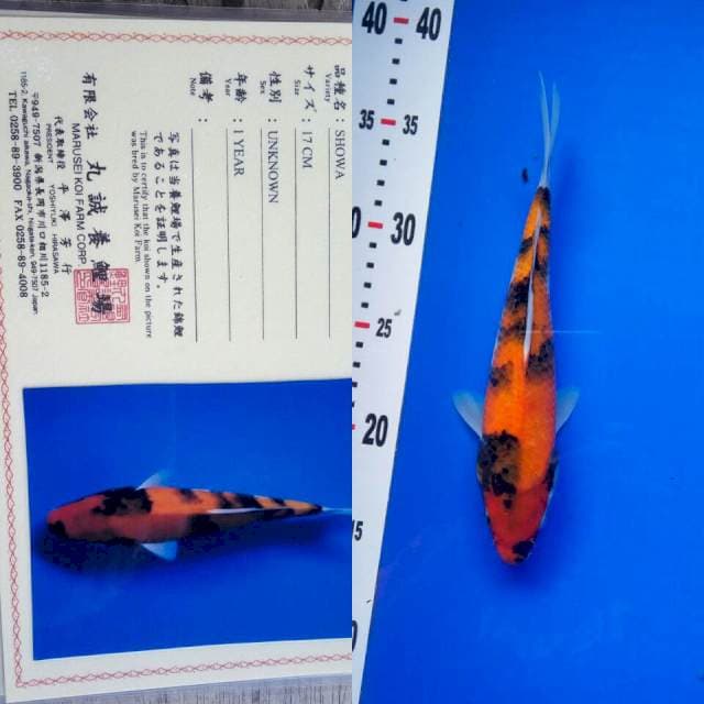 Showa import marusei