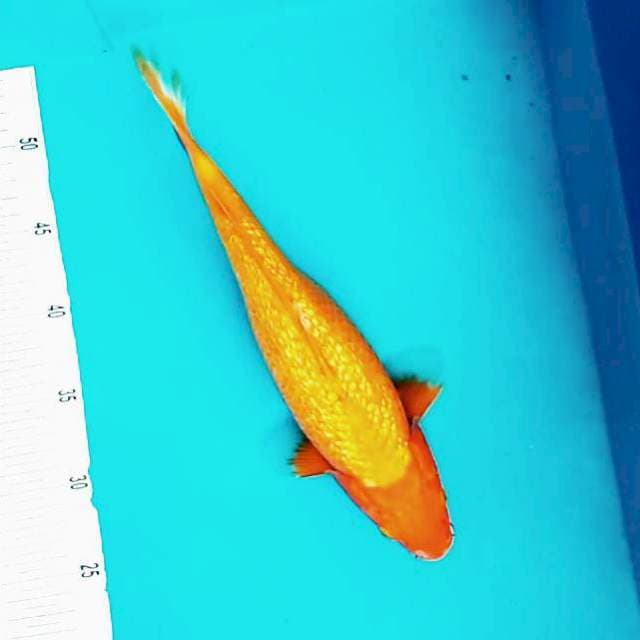 A. Karashi Gin Rin #33cm