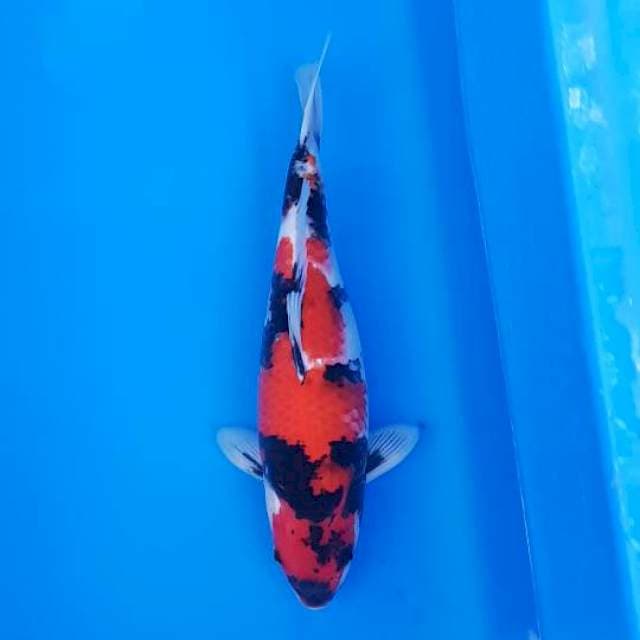 Showa 36cm