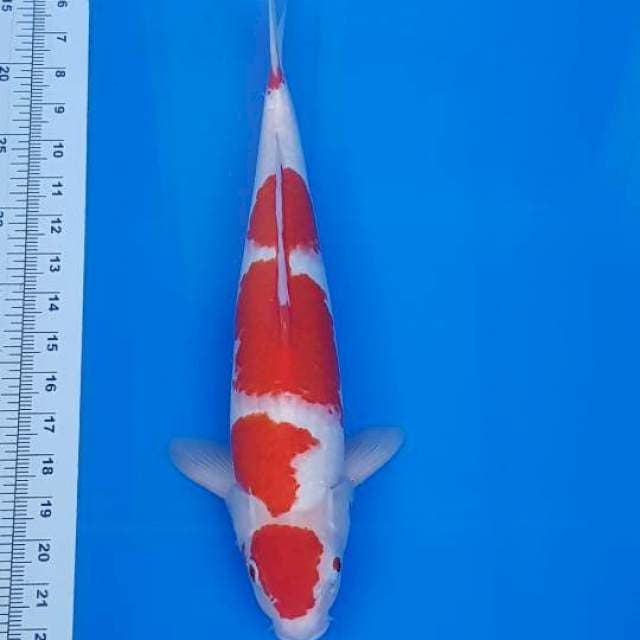 Kohaku 42cm