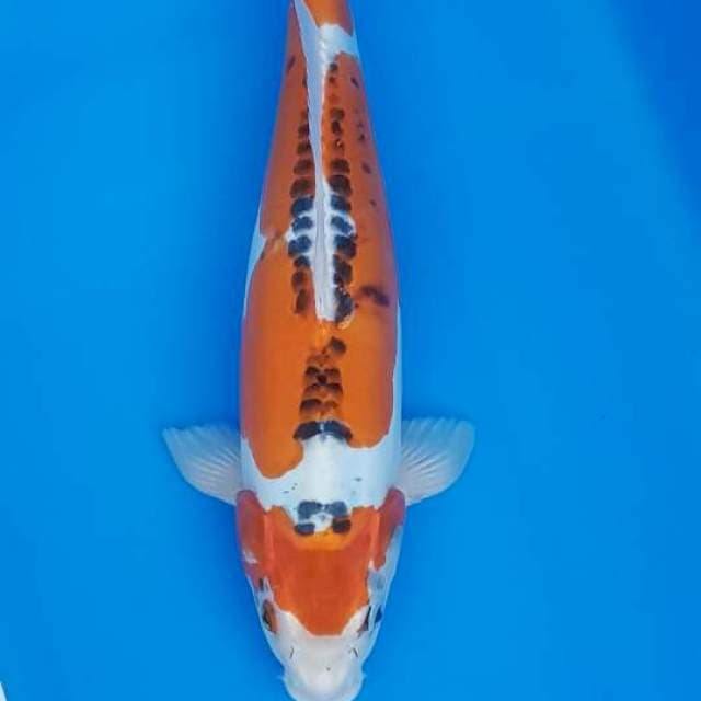 Shusui 36cm