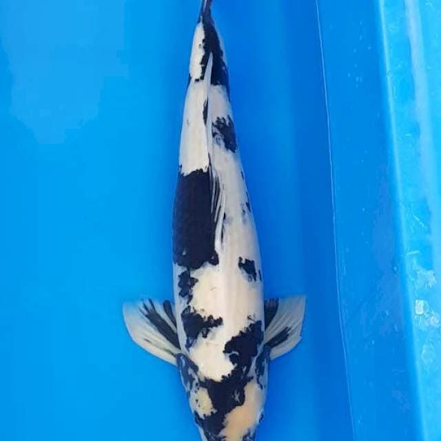 Shiro 51cm
