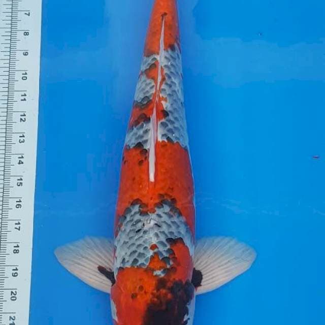GHOSHIKI 57CM