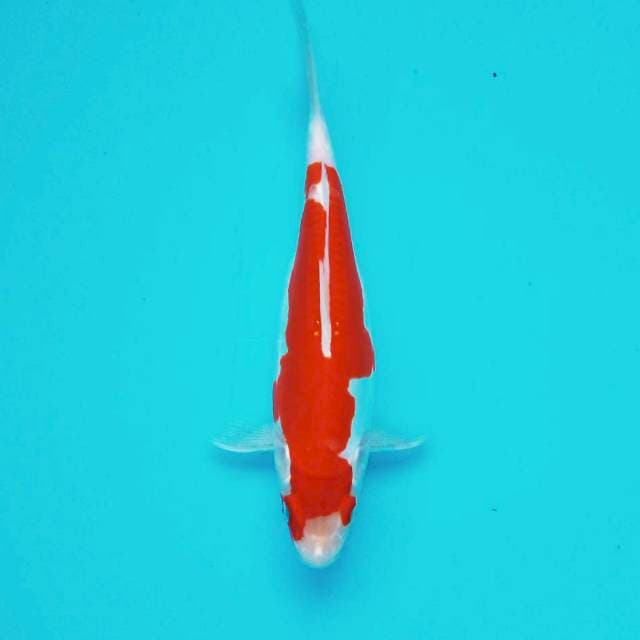 M. Doitsu Omoyo #29cm