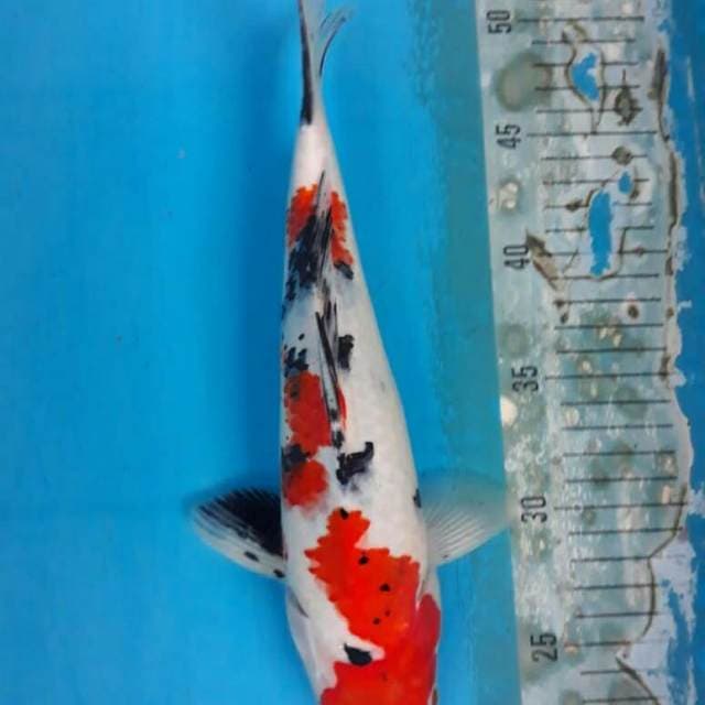 Sanke 29cm