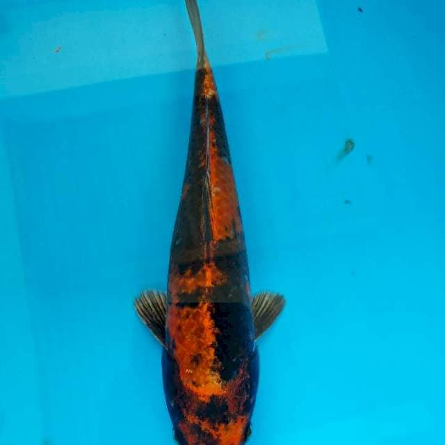 Kinkiutsuri 25cm