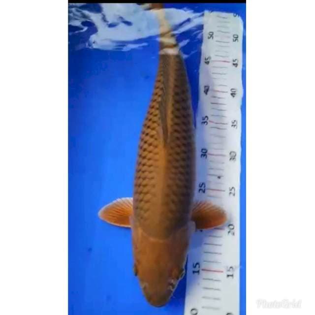 JUMBO PENJINAK KOLAM