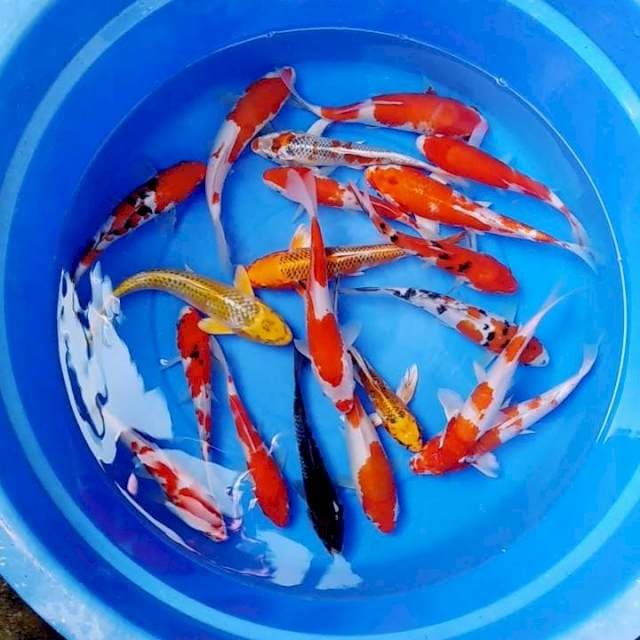 Paket 20 ekor