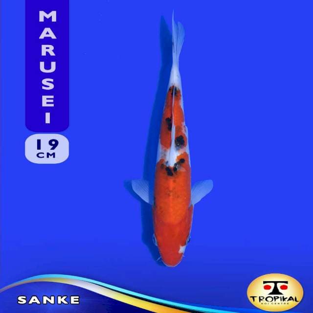 Sanke (Marusei Farm) 19cm. Import & Breeder Sertifikat