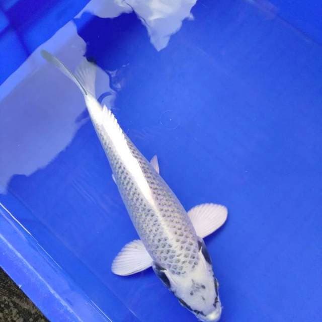 Matshuba 35cm