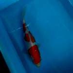 Kohaku doitsu 22