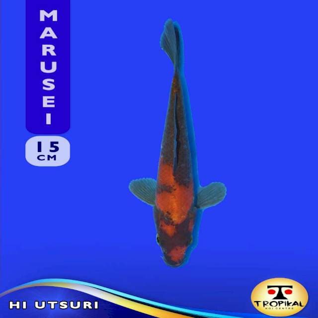 Hi Utsuri (Marusei Farm) 15cm. Import & Breeder Sertifikat