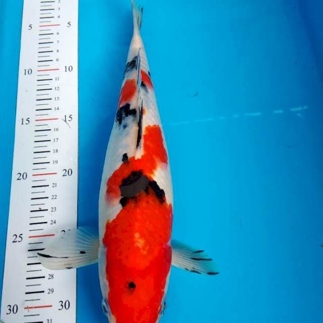 Sanke subosumi 30cm