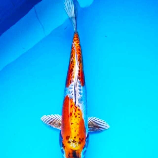 Kiko