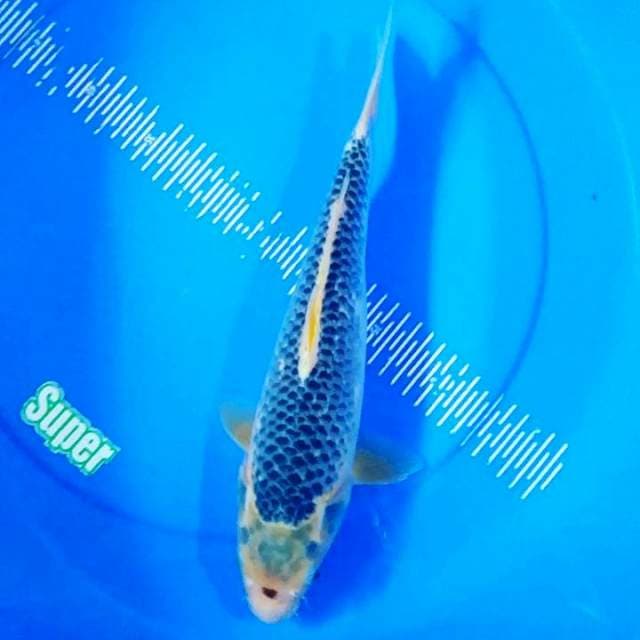 Ashagi 40cm