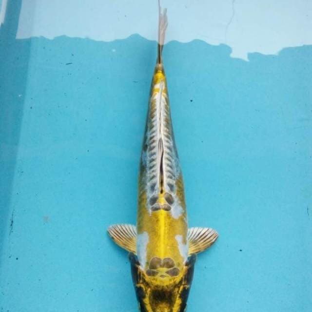 kiko