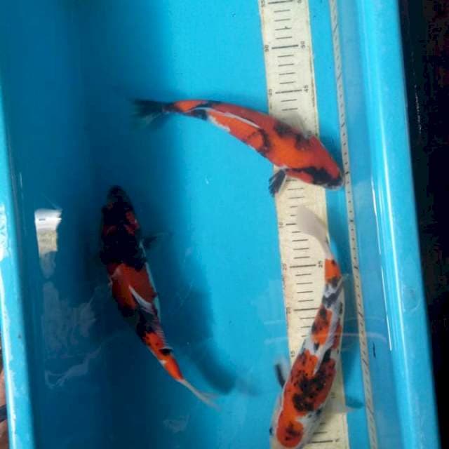 Showa 27-27-30 cm