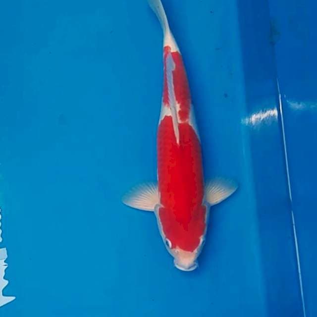 Kohaku