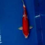 Kohaku