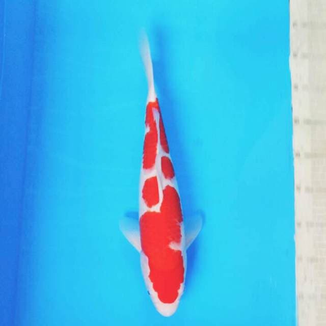 Kohaku 01