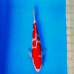 Kohaku 01