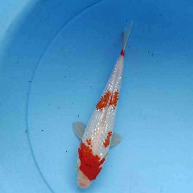 Kohaku ginrin munuk