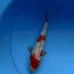 Kohaku ginrin munuk 