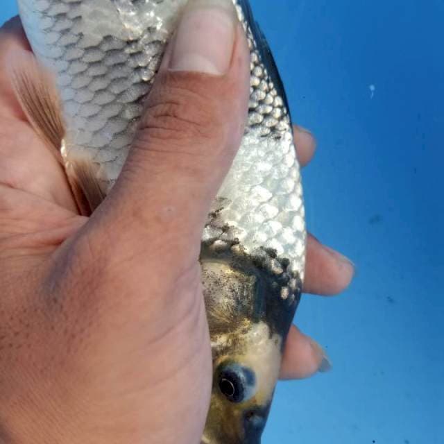 Shiro jos berpunuk