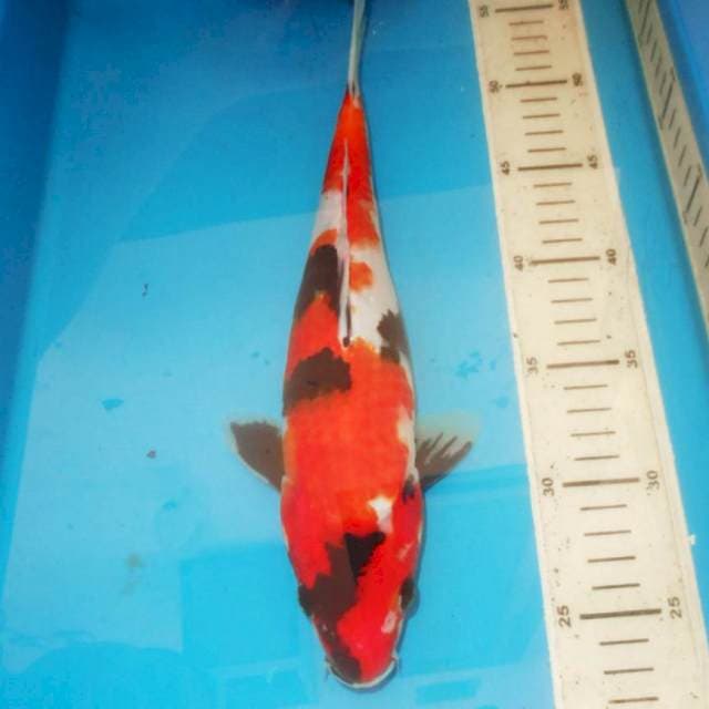 33 cm KINDAI SHOWA