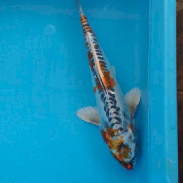 Kujaku 28cm