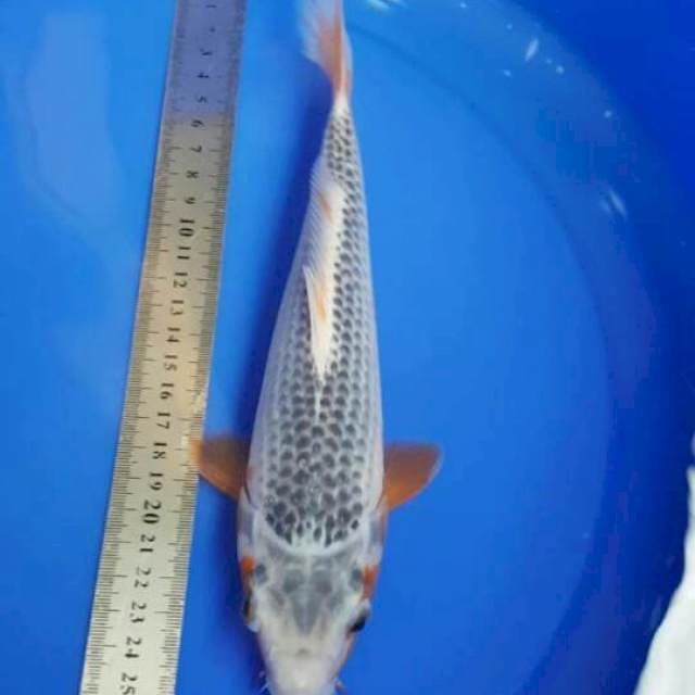 Asagi 24 cm Rapi