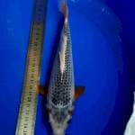 Asagi 24 cm Rapi