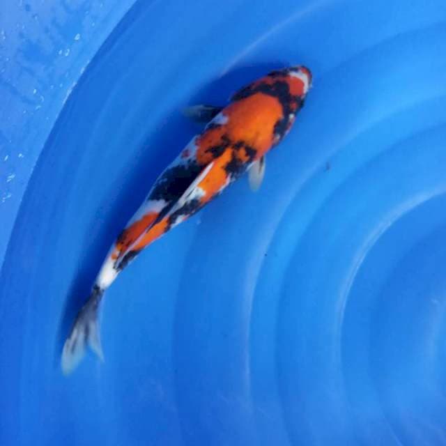 FUUL 35 cm