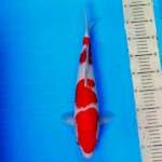 Kohaku 02