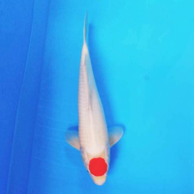 Tanco Kohaku 01