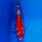 Kohaku 05
