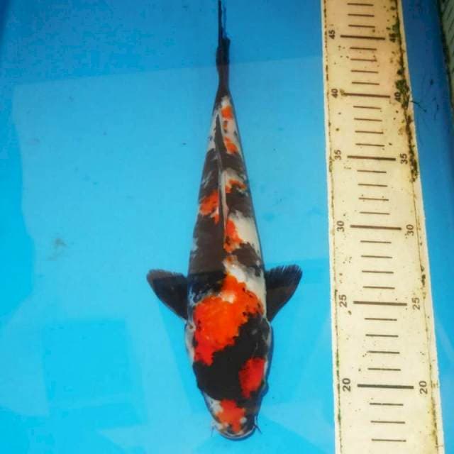 Sanke 31 cm
