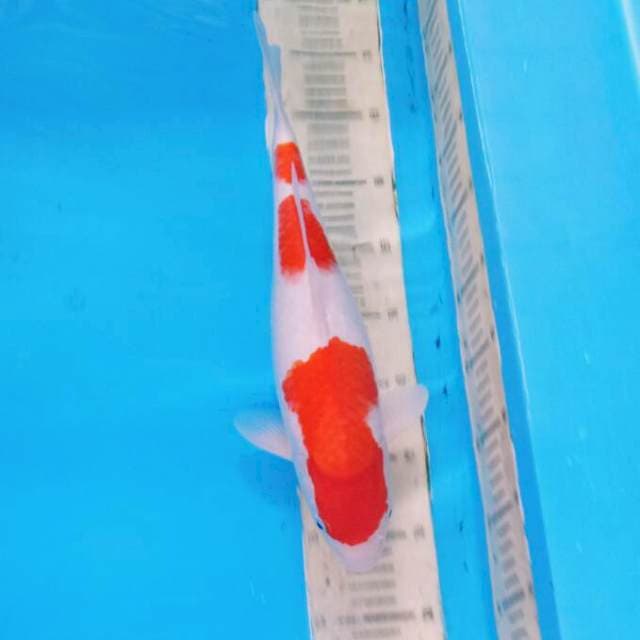 Kohaku 06