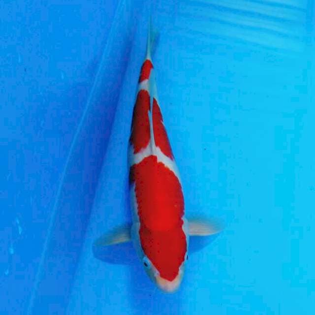 Kohaku 07
